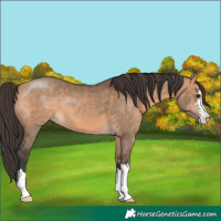 Horse Color:Bay Dun 