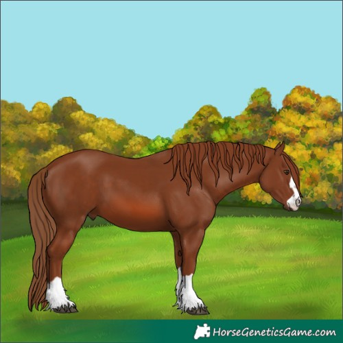 Horse Color:Chestnut 