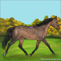 Horse Color:Brown Dun and Brown Dun