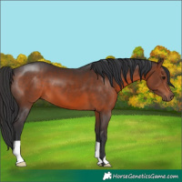 Horse Color:Brown 