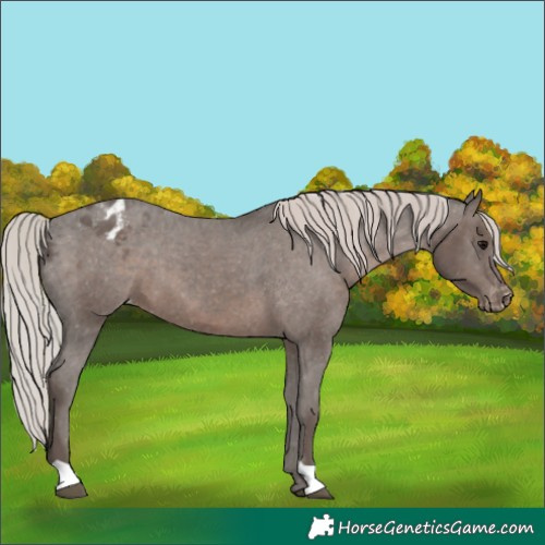 Horse Color:Silver Black Varnish 