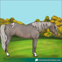 Horse Color:Silver Black Appaloosa 