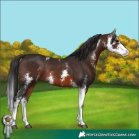 Horse Color:Brown Sabino Rabicano 