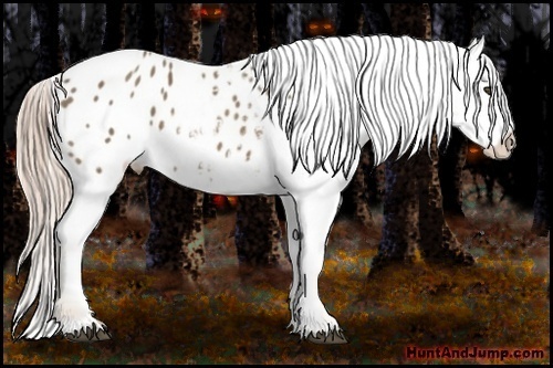 Horse Color:Chocolate Palomino Appaloosa 