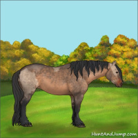Horse Color:Brown Dun and Brown Dun