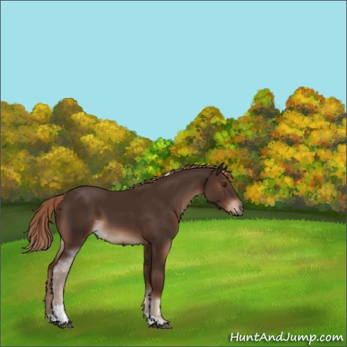 Horse Color:Liver Chestnut Sabino Tobiano 
