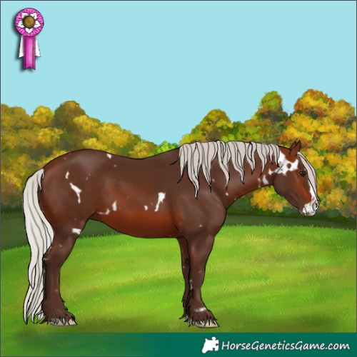 Horse Color:White Spotted Silver Brown Splash 