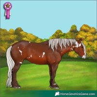 Horse Color:White Spotted Silver Brown Splash