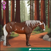 Horse Color:White Spotted Silver Brown Splash 