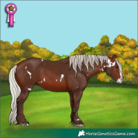 Horse Color:White Spotted Silver Brown Splash 