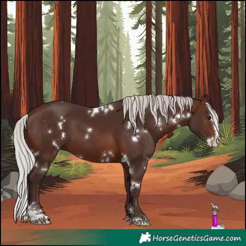 Horse Color:White Spotted Silver Brown Sabino Splash