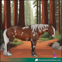 Horse Color:White Spotted Silver Brown Sabino Splash 