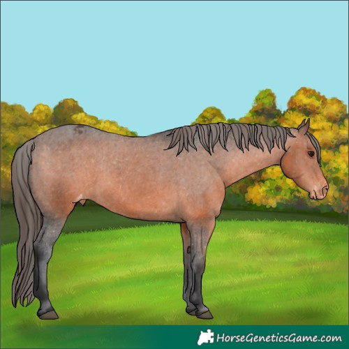 Horse Color:Brown Appaloosa