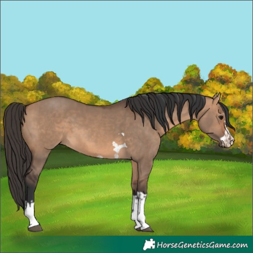 Horse Color:Bay Dun  and Bay Dun 