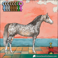 Horse Color:Buckskin Appaloosa 