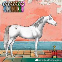 Horse Color:Buckskin Appaloosa 