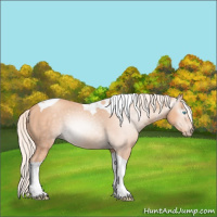 Horse Color:Gray Cremello Tobiano 