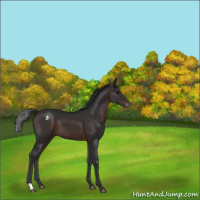 Horse Color:Brown Appaloosa