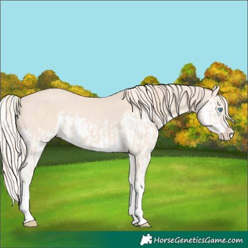 Horse Color:Cremello Splash and Perlino Splash
