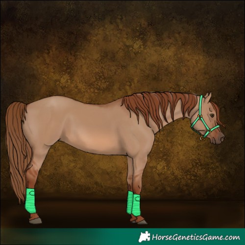 Horse Color:Red Dun 