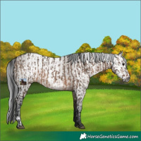 Horse Color:Brown Dun and Gray Brown Dun