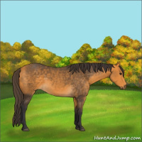 Horse Color:Buckskin 