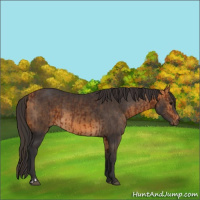 Horse Color:Bay Rabicano  and Buckskin Rabicano 