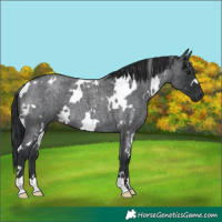 Horse Color:White Spotted Blue Roan