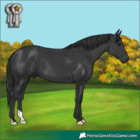 Horse Color:Black 