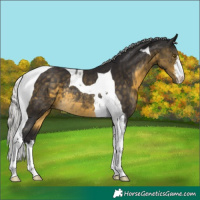 Horse Color:White Spotted Silver Buckskin Tobiano Rabicano 