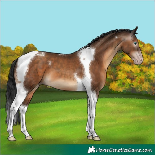 Horse Color:Gray Sable Champagne Tobiano