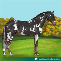 Horse Color:White Spotted Liver Chestnut 