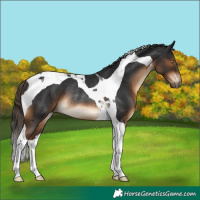 Horse Color:Gray Liver Chestnut Tobiano Appaloosa Rabicano 