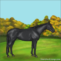 Horse Color:Black 