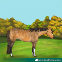 Horse Color:Buckskin  and Buckskin 