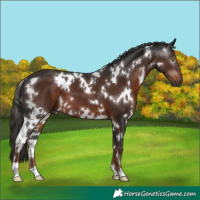 Horse Color:Gray White Spotted Liver Chestnut 