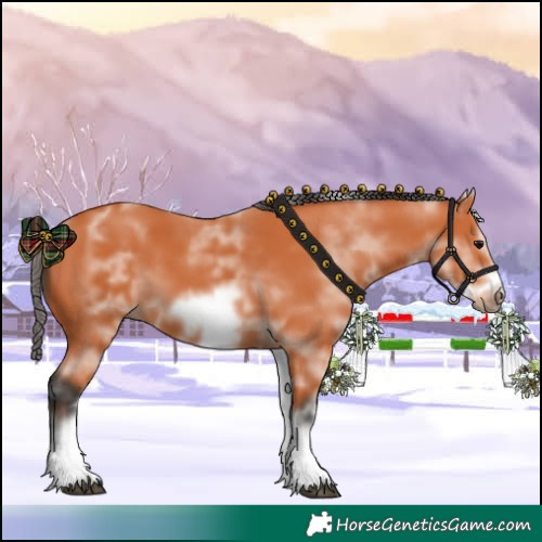 Horse Color:White Spotted Bay Sabino Frame 