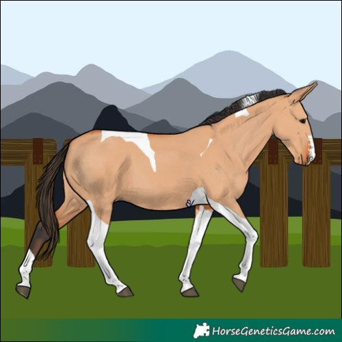 Horse Color:Bay Dun Tobiano 