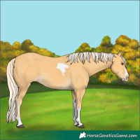 Horse Color:Palomino Splash Tobiano