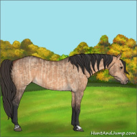 Horse Color:Bay Dun and Bay Dun