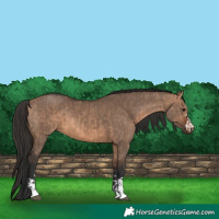 Horse Color:Bay Dun  and Brown Dun 