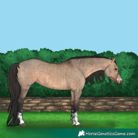Horse Color:Bay Dun  and Brown Dun 