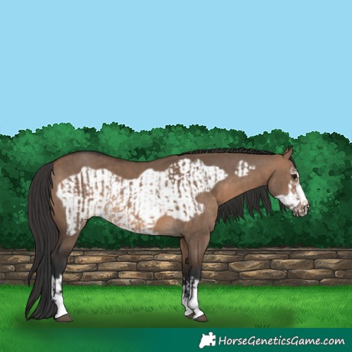 Horse Color:Brown Dun  and Brown Dun Frame 
