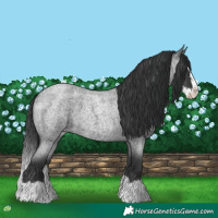 Horse Color:Blue Roan Splash 