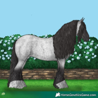 Horse Color:Smoky Blue Roan 
