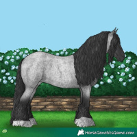 Horse Color:Blue Roan 