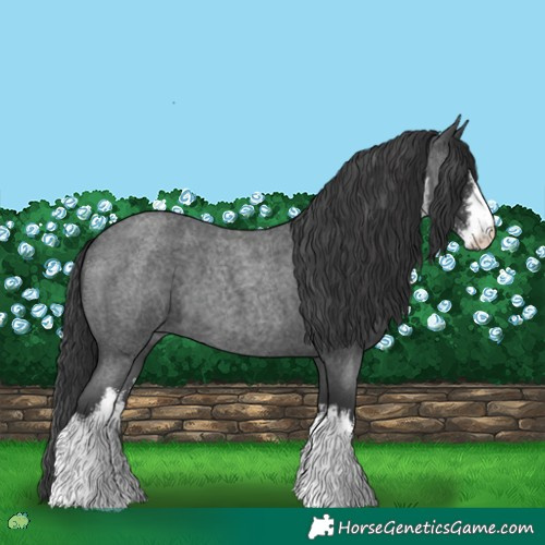 Horse Color:White Spotted Blue Roan