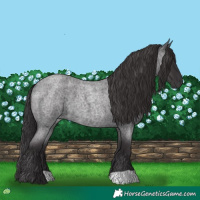 Horse Color:Smoky Blue Roan 
