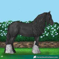 Horse Color:Black Tobiano 