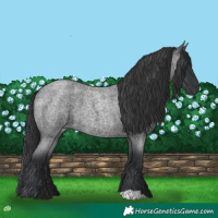 Horse Color:Blue Roan 